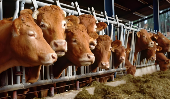 市民反映养牛场臭气熏天 养殖场恶臭在线监测系统实时监测 助力预防恶臭